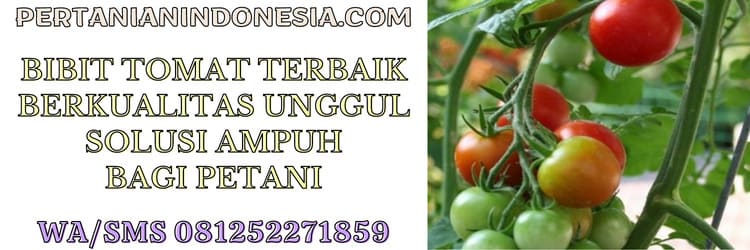 budidaya,tomat,budidaya tomat,petani,unggul
